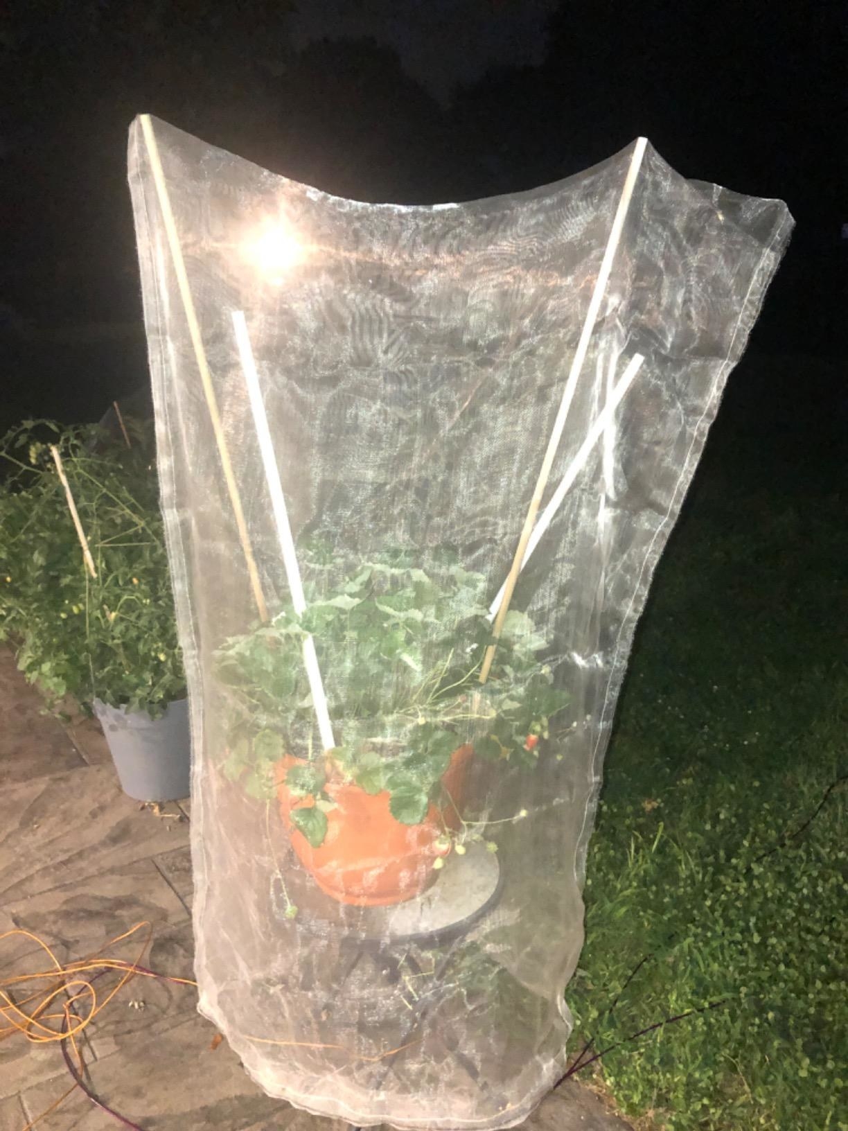 Reviewer photo of the mesh bag over their potted strawberry plant