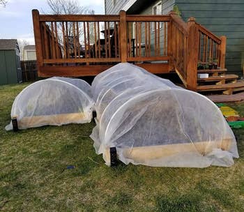 reviewer pier of the net-like covers over long raised garden beds