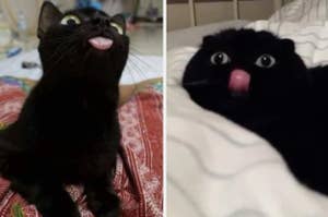 black cat sticking tongue out