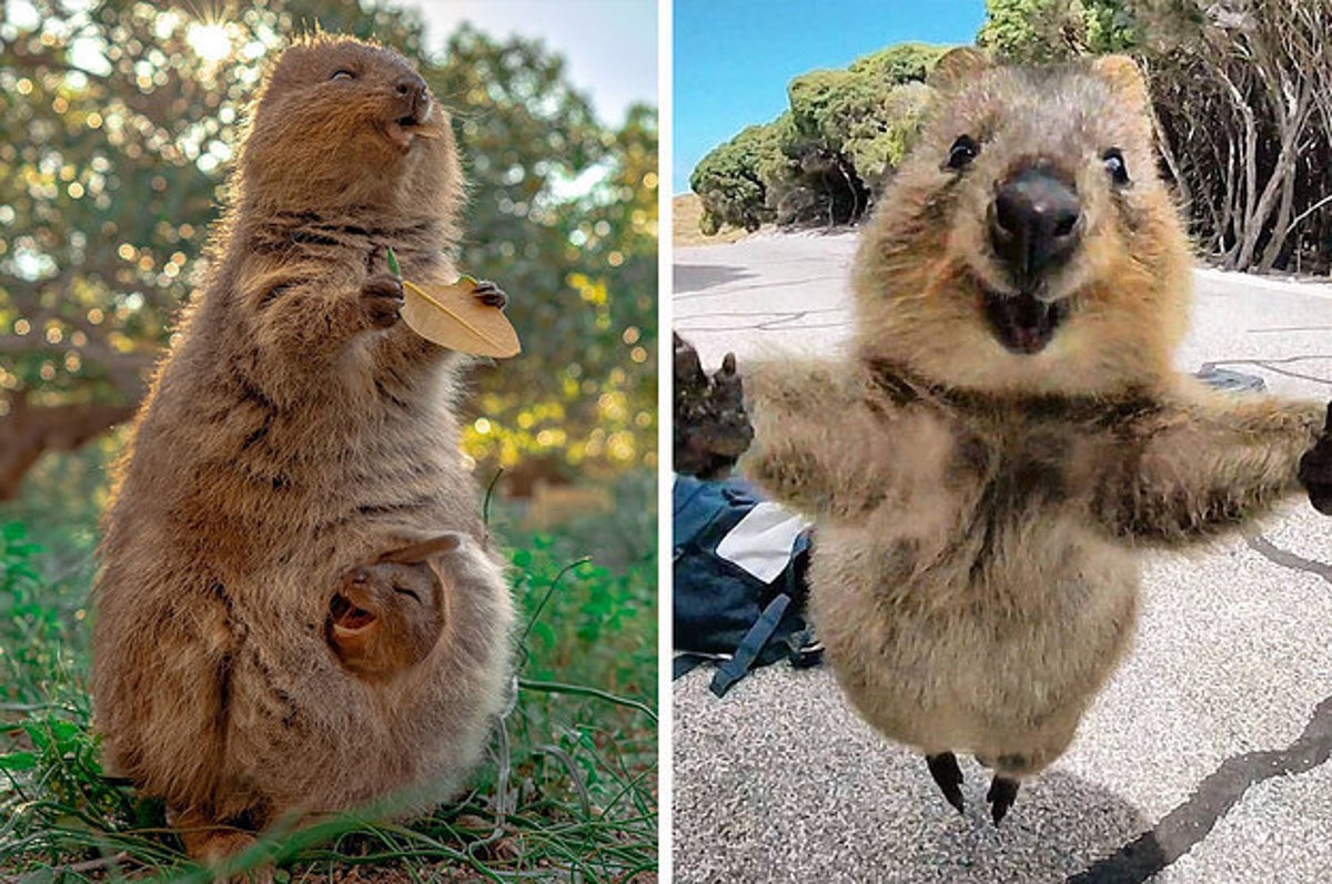 Quokkas Are, Without A Doubt, The Cutest Animals In Australia And ...