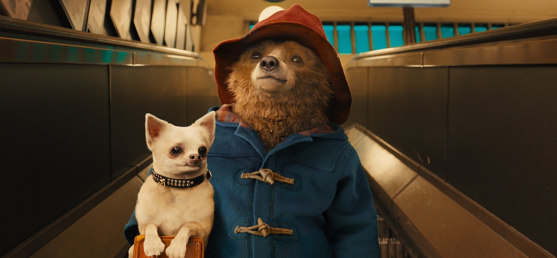 Paddington going down an escalator, carrying a small dog