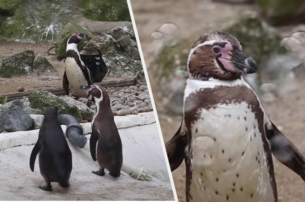 正規 品ハンドメイド・手芸 - 飛ぶペンギン 浮遊する猫/アクリル