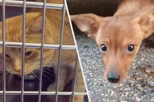 on left, cat in cage. on right, puppy looking up to camera with sad eyes