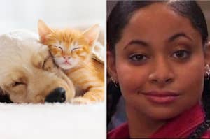 Dog and cat snuggling and Raven Symone.