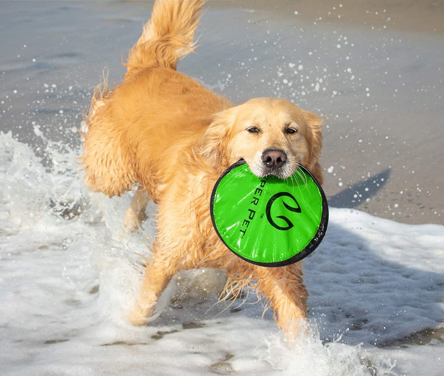 Dog holding frisbee in their mouth