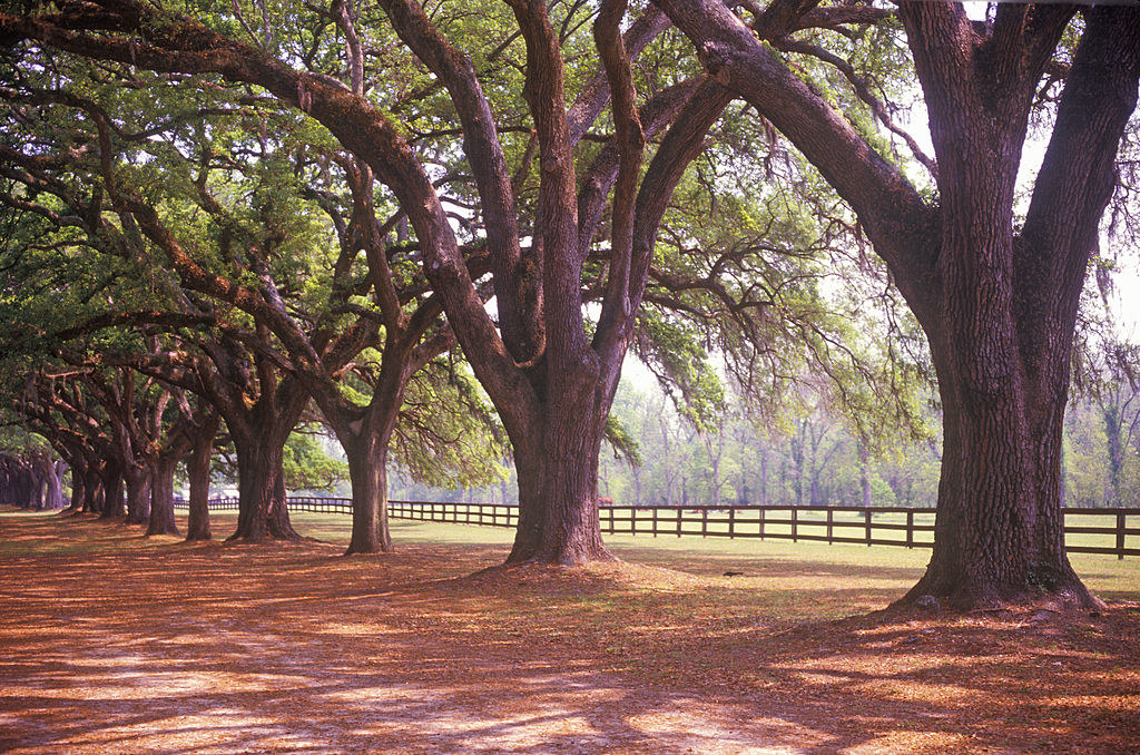 Tree-lined alley at Boone Hall