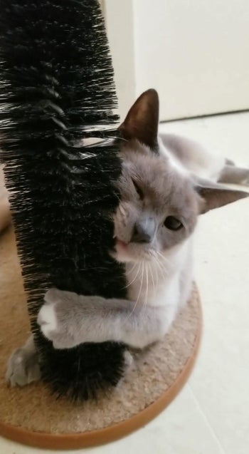 Reviewer photo of their cat rubbing its face on the brush