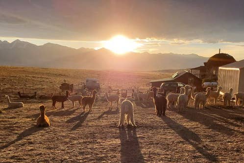 A pack of alpacas graze under the sunset at Tenacious Ranch in Colorado.