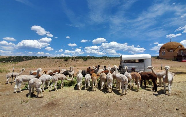 A pack of alpacas are photographed at Tenacious Ranch. 