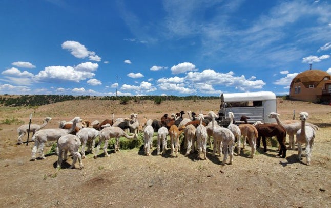 A pack of alpacas are photographed at Tenacious Ranch. 