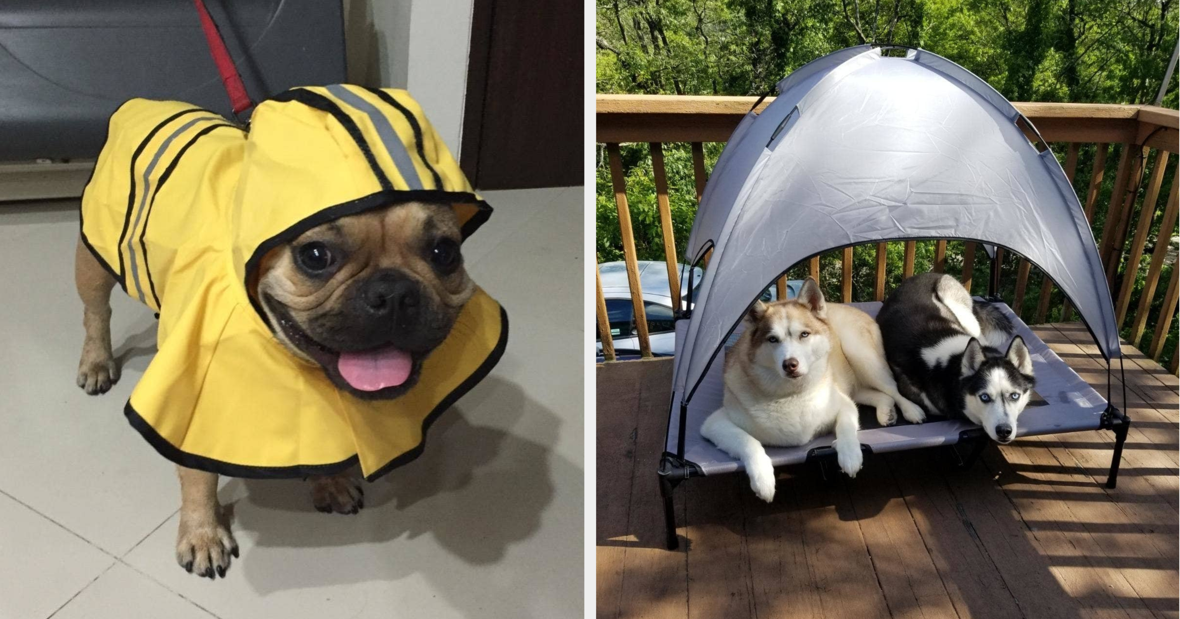 44 Pet Products From Amazon Designed By Geniuses