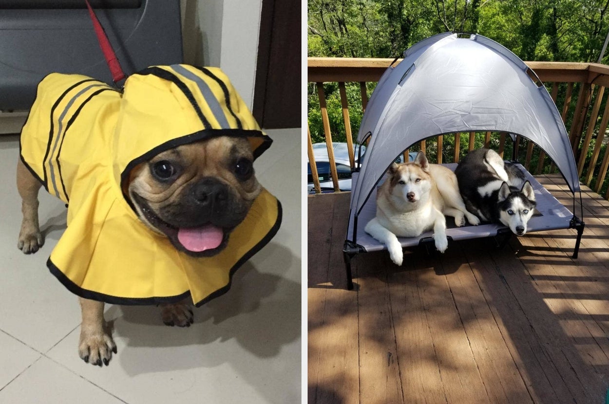 Side by side of Frenchie in a yellow rain jacket with a hood and two huskies sharing a dog bed with a canopy outside