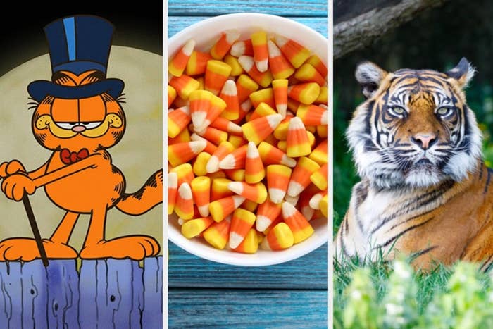 Three pictures side-by-side of Garfield, candy corn, and a tiger