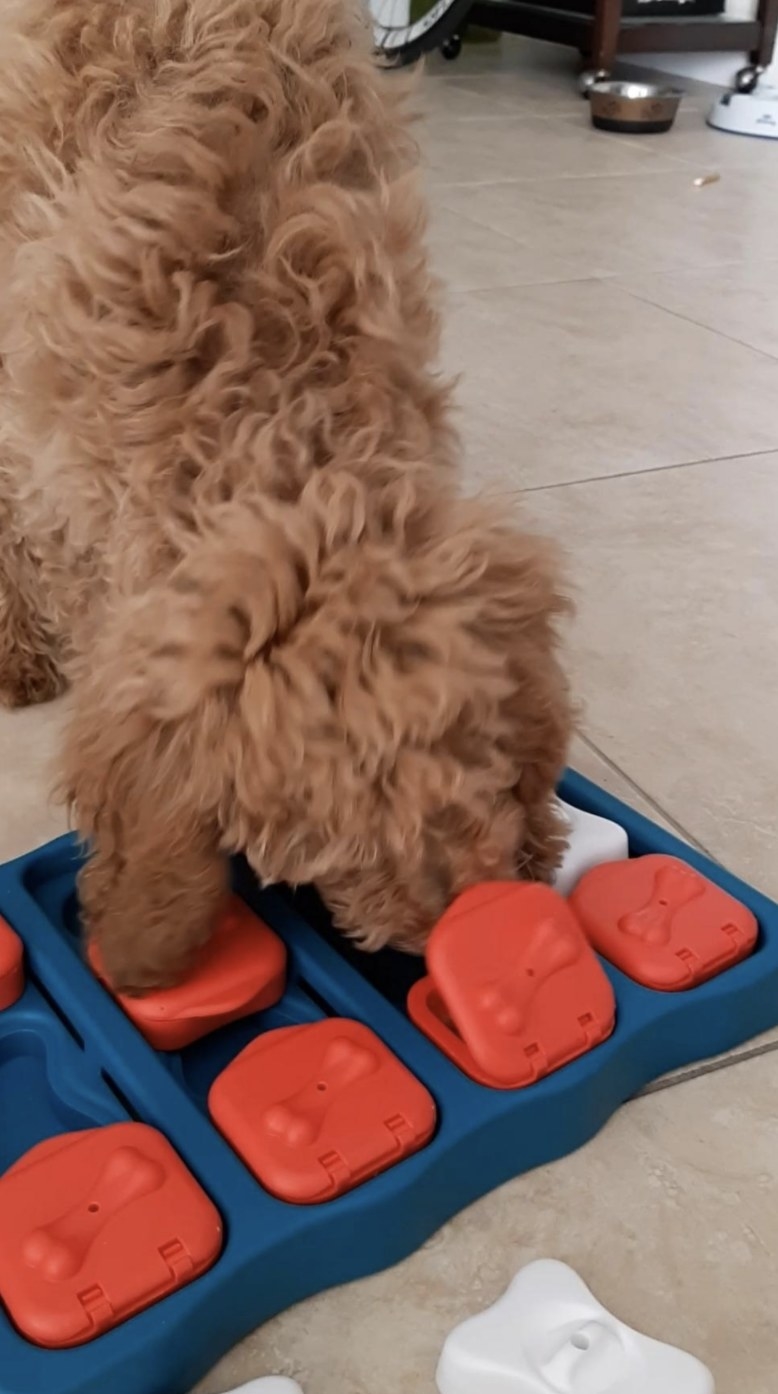 Review: Nina Ottosson Hide N'Slide Dog Enrichment Puzzle - Wear