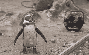 暇を持て余したペンギンたちのもとに シャボン玉製造機が寄付される 大歓喜