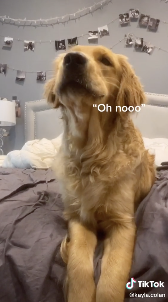 A golden retriever softly barking out of excitement.