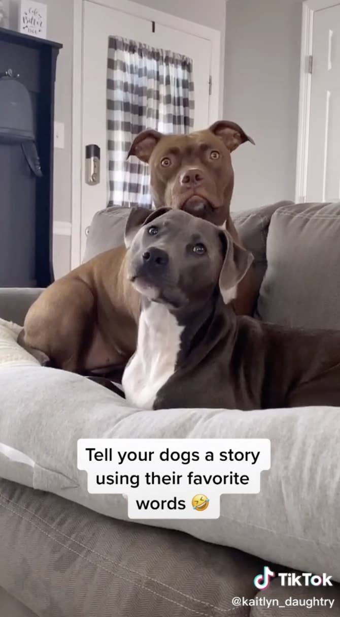 people are telling their dogs stories