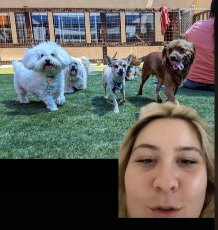 Ryder and other dogs hang out at daycare while Serrano&#x27;s face appears over them