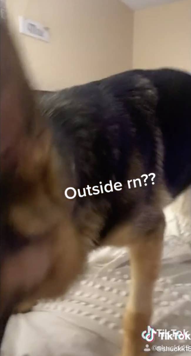 People Are Telling Their Dogs Stories And It S Too Cute