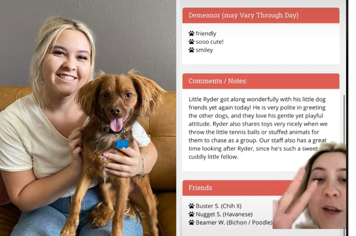 gone to the dogs daycare