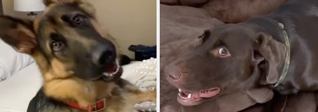 A german shepherd and chocolate lab looking at the camera like they just got the best news ever