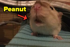 A rat with an arrow pointing to him that says Peanut