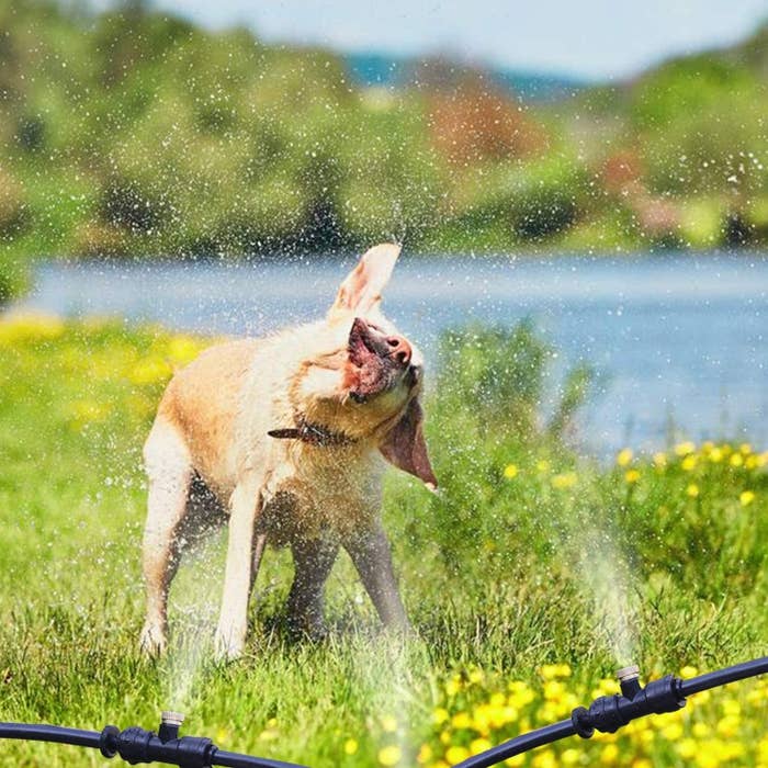 A dog cools off in a misting spray