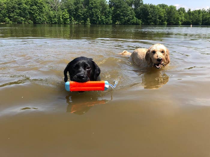 Reviewer photo of their dog holding the toy in its mouth in the water