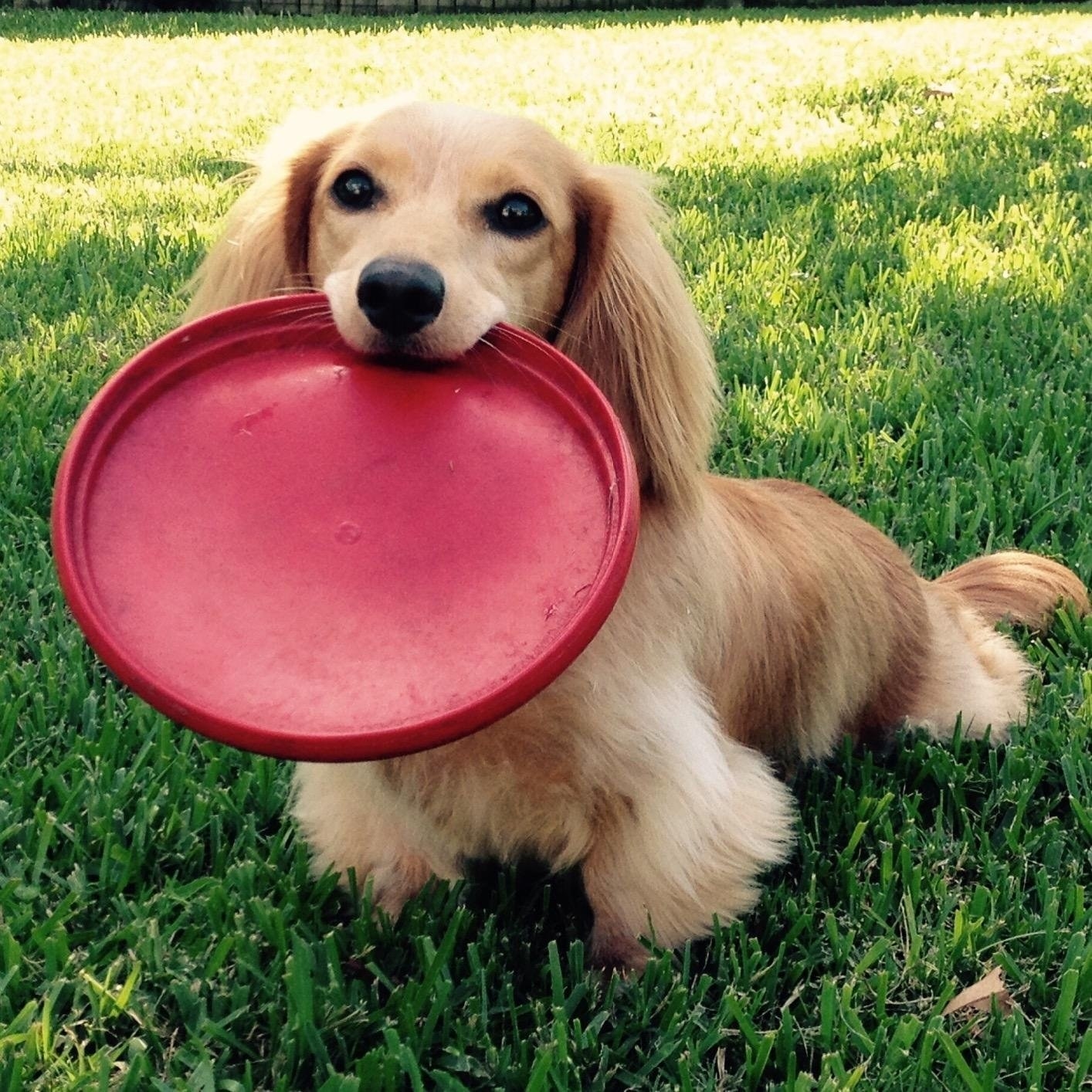 Reviewer photo of their dachshund holding the flying disc in its mouth