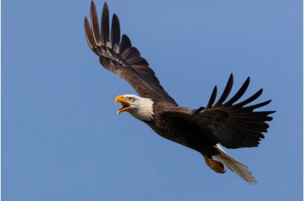 If You Can Match More Than 6 Of These National Animals To Their Countries, You're Basically A Geography Teacher If You Can Match More Than 6 Of These National Animals To Their Countries, You're Basically A Geography Teacher