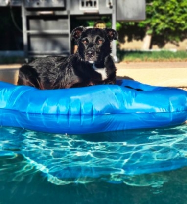 indestructible pool floats for dogs