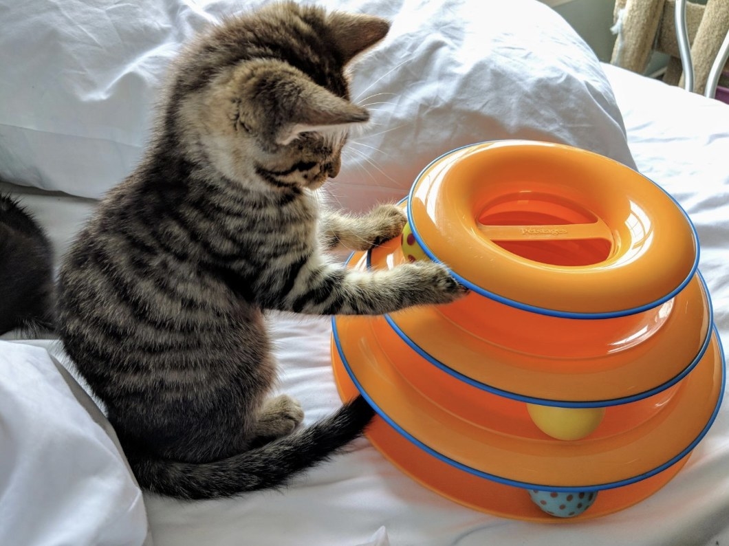 cat treat tower