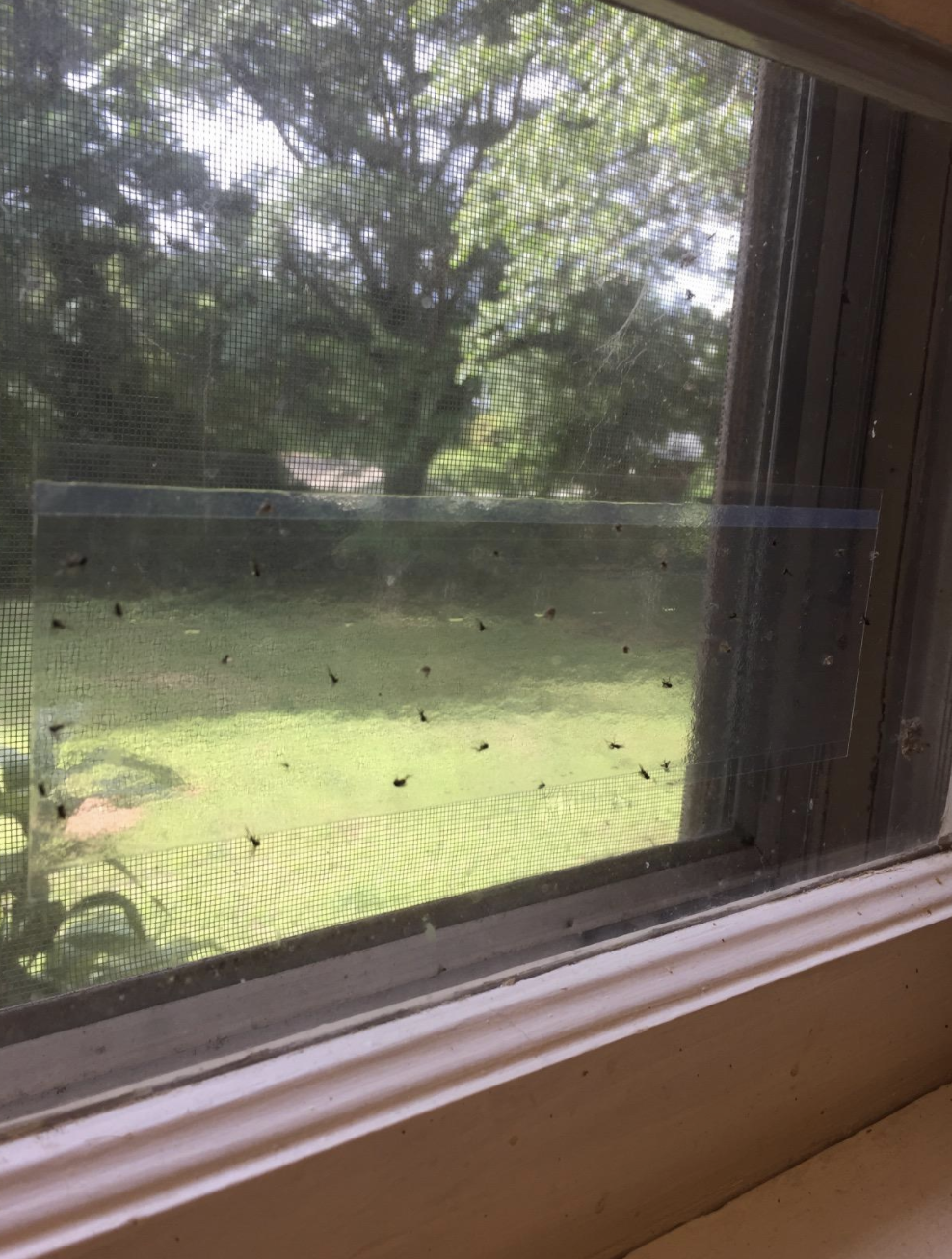 Reviewer image of the window fly trap trapping tons of flies