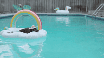 Gif of dog resting on pool float