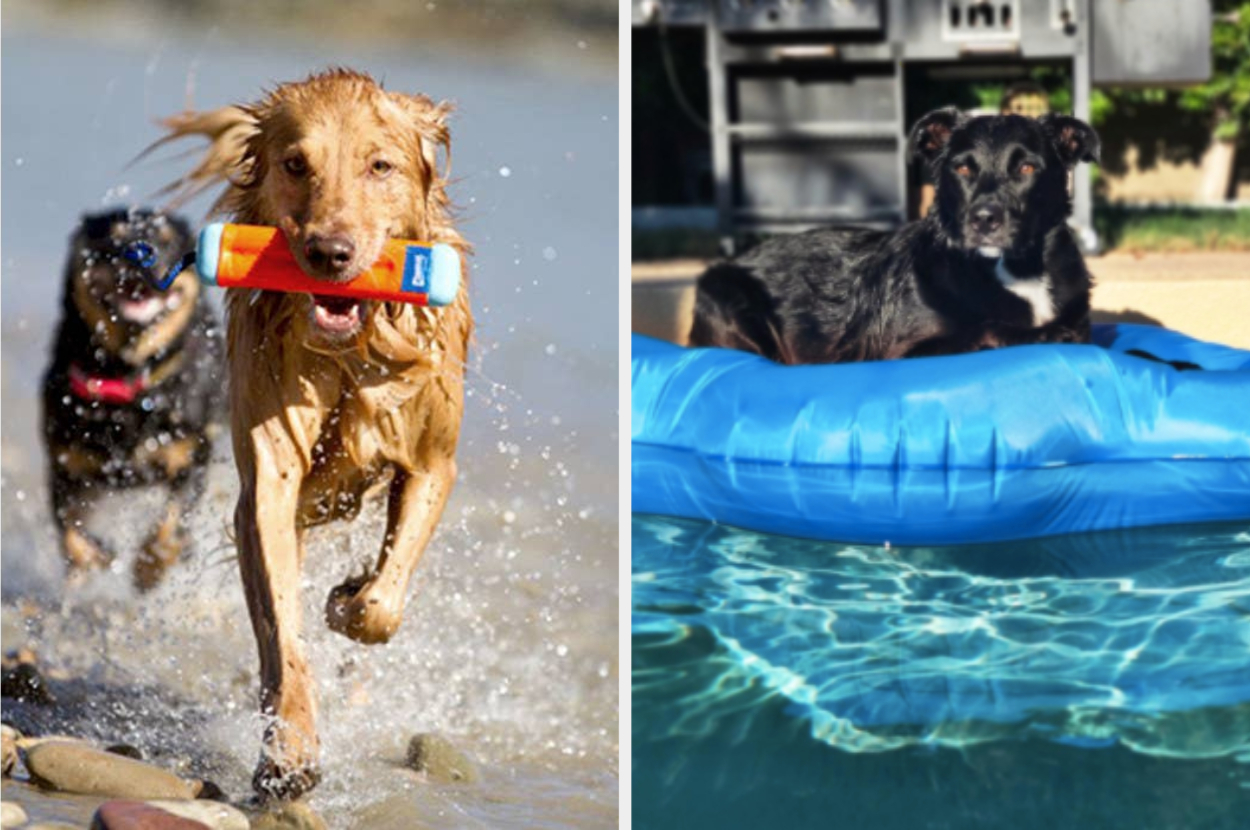 can dogs with docked tails swim