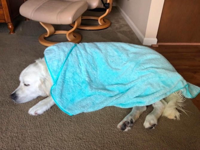 Dog snuggled under the towel 