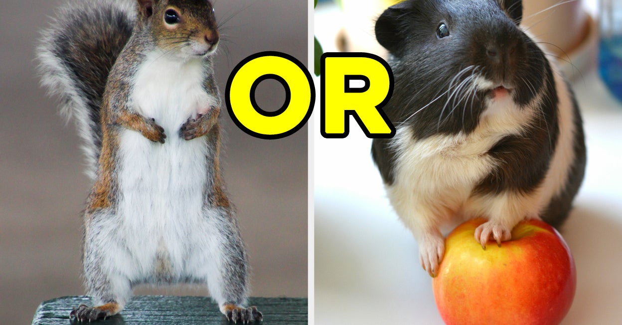 What Rodent Are You Quiz