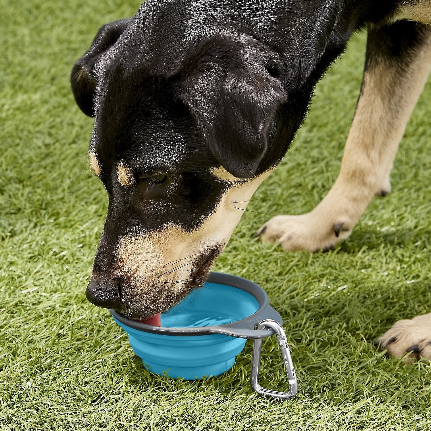 dog drinking from collapsable blue silicone bowl with carabiner attached
