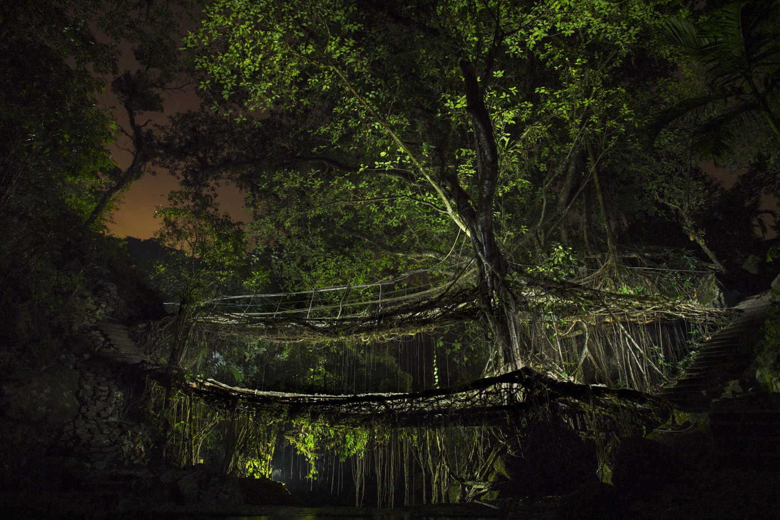 A tree seen at night with a complicated root structure that suspends the tree 