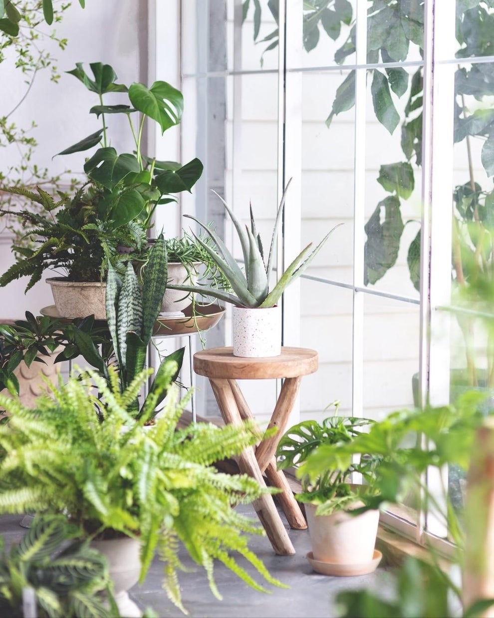 13 Of The Best Places To Buy Live Plants Online