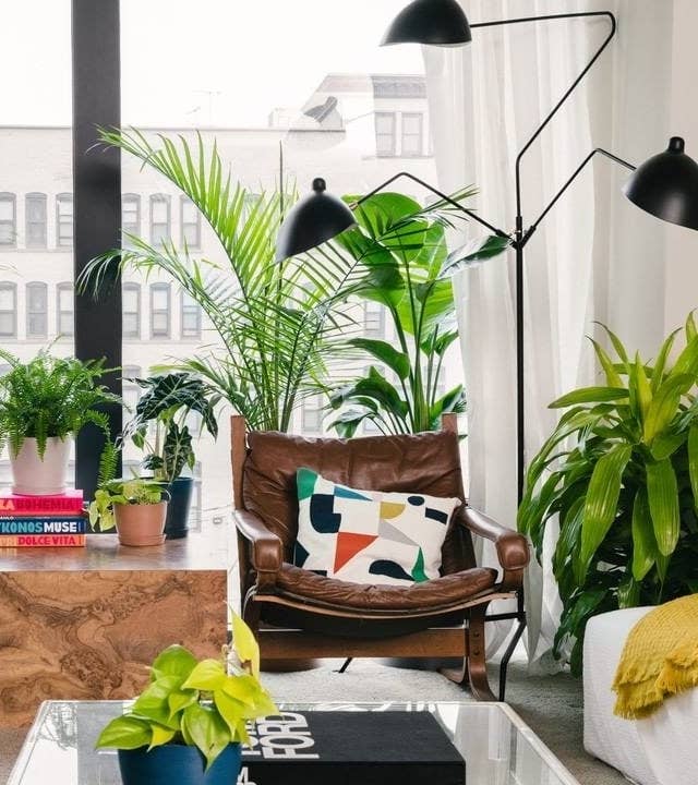 A living room with numerous houseplants on the windowsill, in the corner, on the corner table, and the coffee table