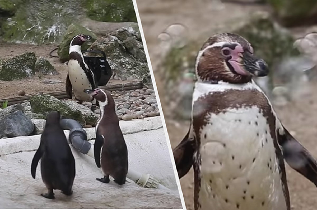 暇を持て余したペンギンたちのもとに シャボン玉製造機が寄付される 大歓喜