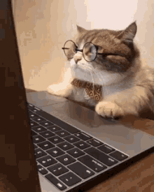 Cat wears glasses and looks at a computer 