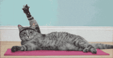 Cat on a yoga mat.