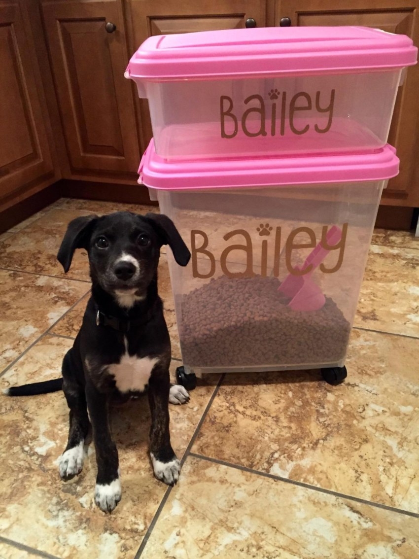 Reviewer&#x27;s dog with the storage bins