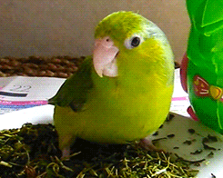 Parrot turns head to to left side