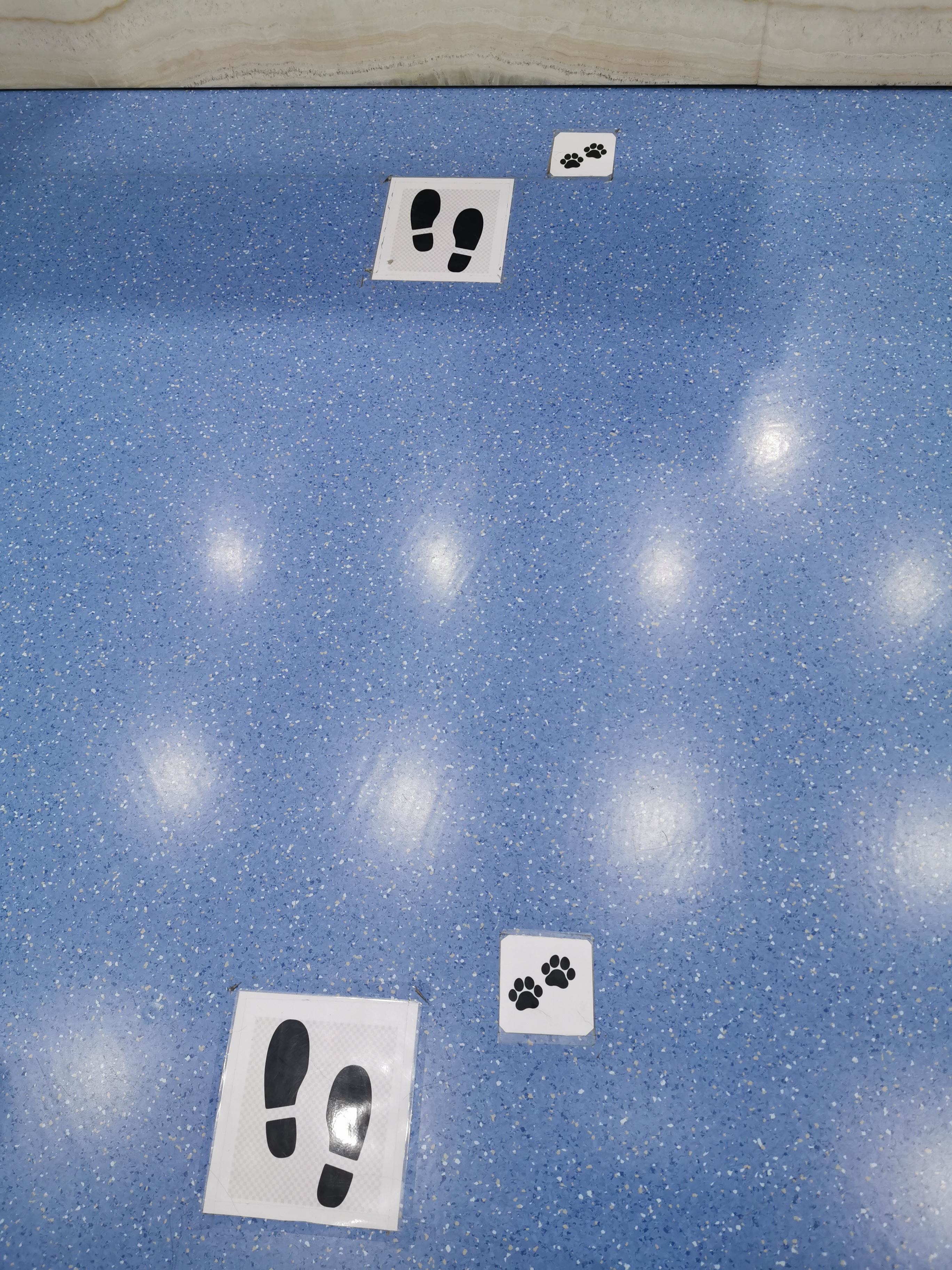 floor markers on the ground of a pet store, one set of footprints and one set of paw prints
