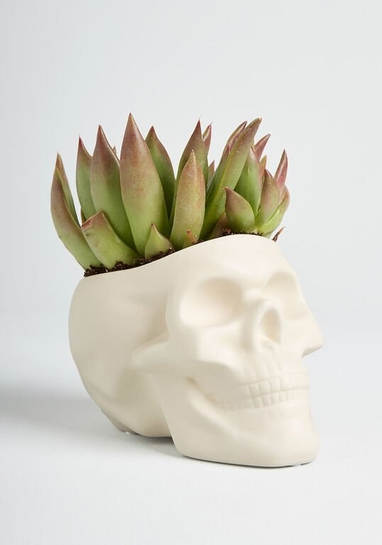 a white skeleton head planter with a succulent in it