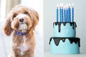 An image of an adorable dog next to an image of a two tiered cake with birthday candles on top