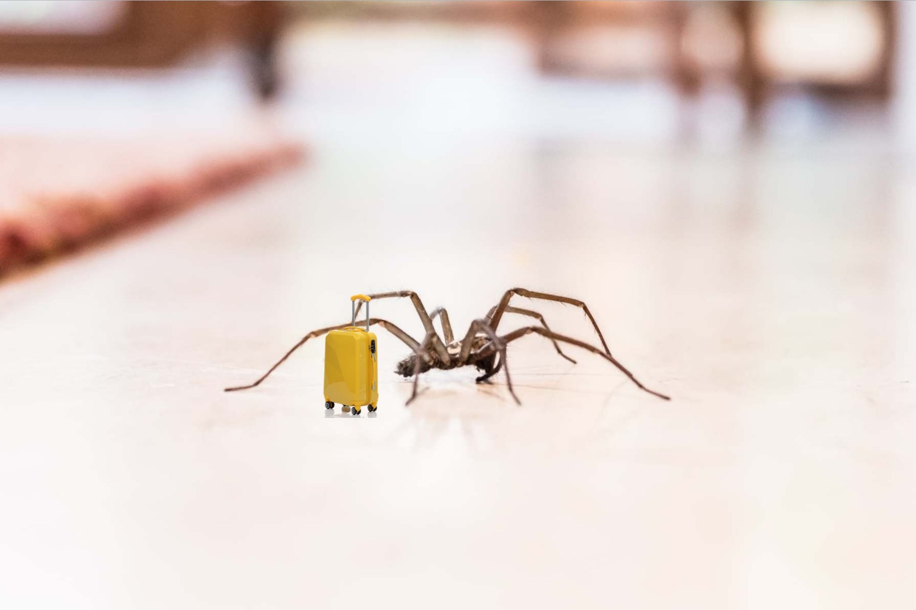 Spider crawling with suitcase